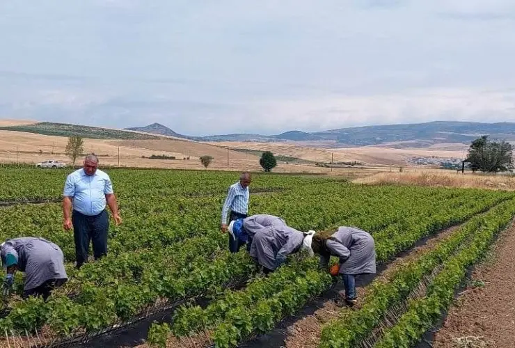 Xocalıda aqrar sektorun inkişafı başlayıb, məhsuldarlıq artacaq - AÇIQLAMA