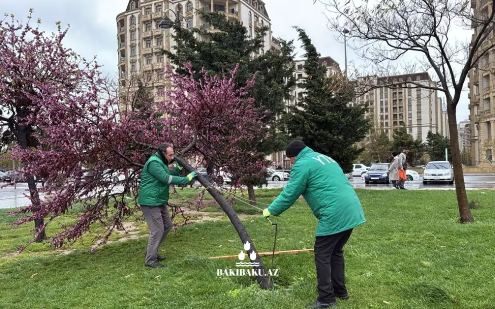Güclü külək nəticəsində paytaxtda 368 ağac sınıb, 55-i zədələnib