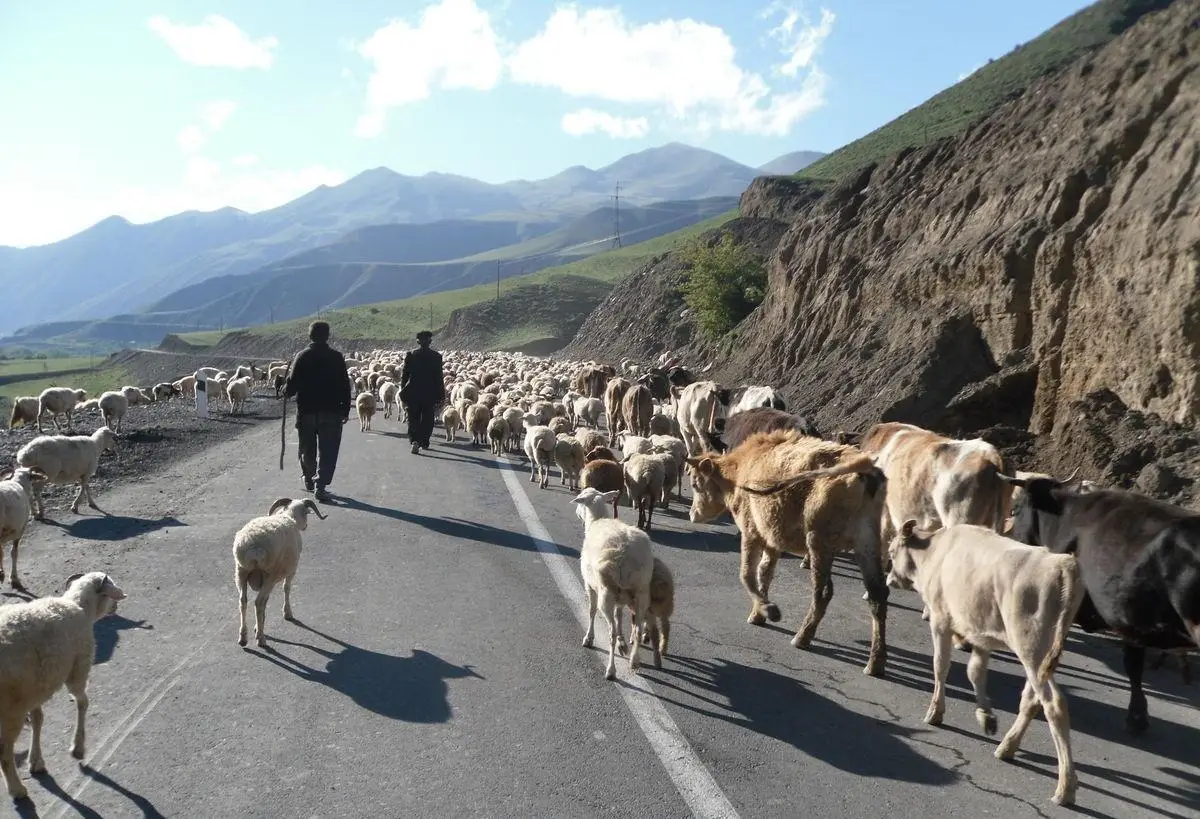 Ölkənin diri heyvan idxalına çəkdiyi xərc 2,3 dəfə artıb