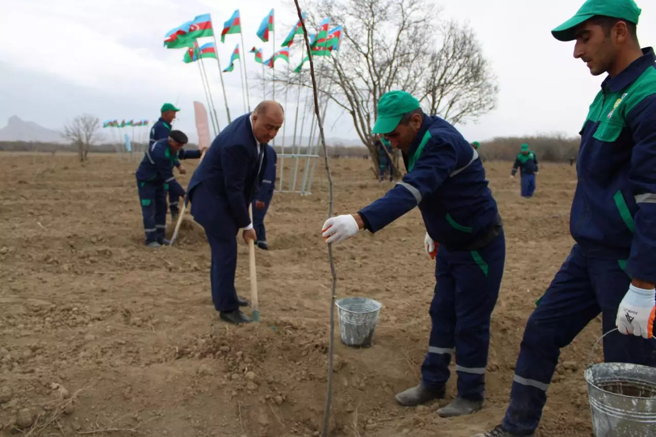 Naxçıvanda yeni meşə salınır