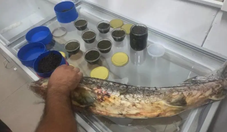 Qanunsuz satış aparanlardan nərə balığı və 5 kiloqrama yaxın kürü aşkarlanıb