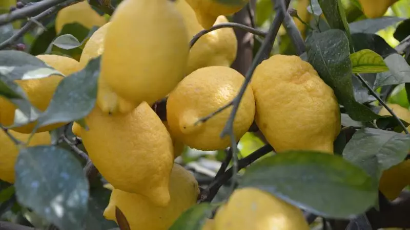 Türkiyə limon ixracını dayandırdı