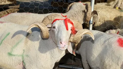 Paytaxtda qurbanlıq heyvanlar bu qiymətə satılır