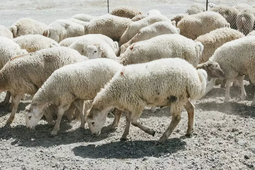 Azərbaycanın diri heyvan idxalına çəkdiyi xərc 2 dəfədən çox artıb