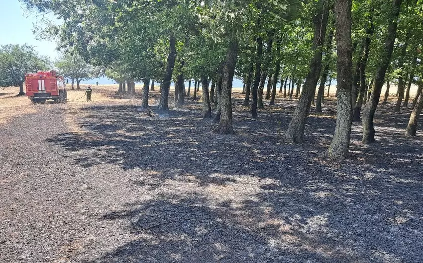 Masallıda meşədə yanğın baş verib (FOTO)