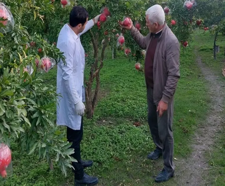 Meyvə bağlarında fitosanitar monitorinqlər aparılıb