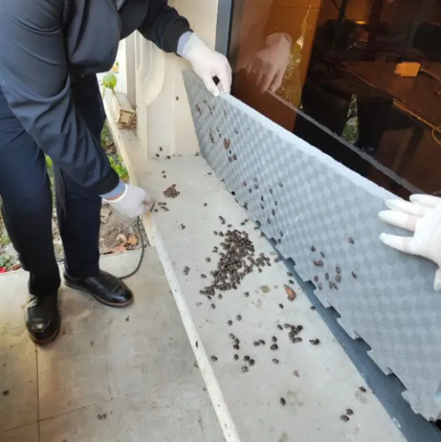 Qəhvəyi mərmər bağacığına qarşı tədbirlər davam etdirilir