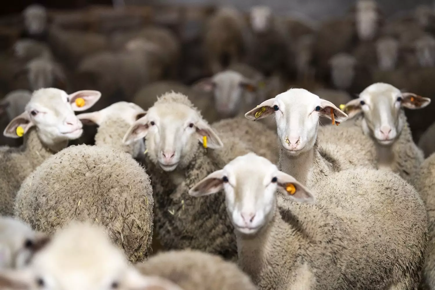 Qurbanlıq heyvanların satışı və kəsimi xidmətləri göstəriləcək ünvanlar açıqlanıb