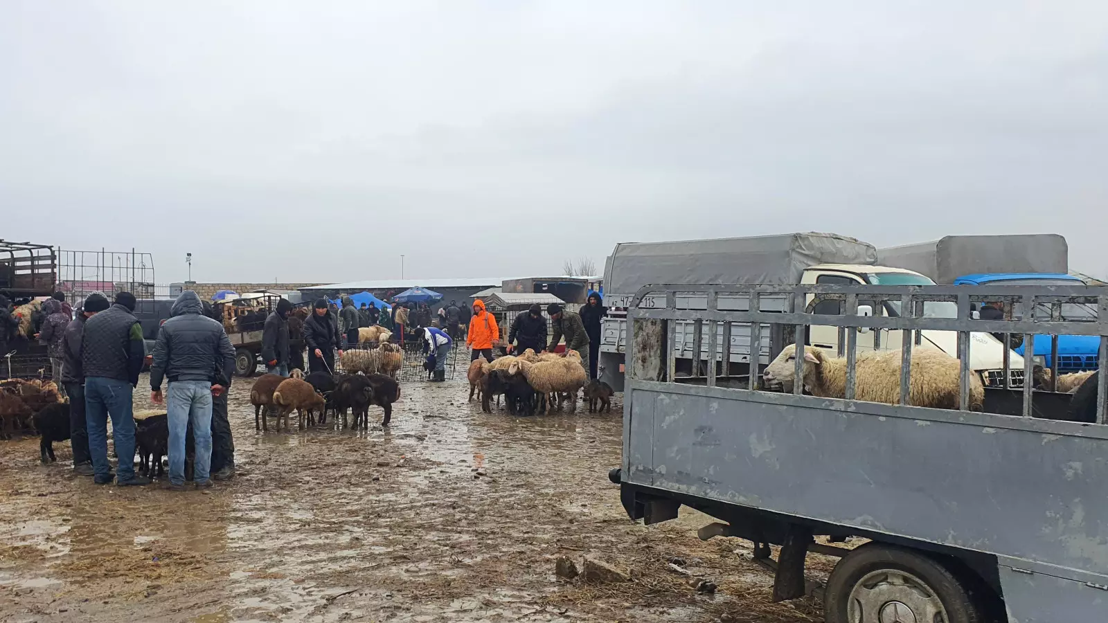 Azərbaycanda bu mal-qara bazarının iş günü dəyişdirilib