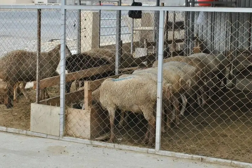 Azərbaycanda bu tarixdən heyvan bazarlarında məhdudiyyətlər tətbiq olunacaq