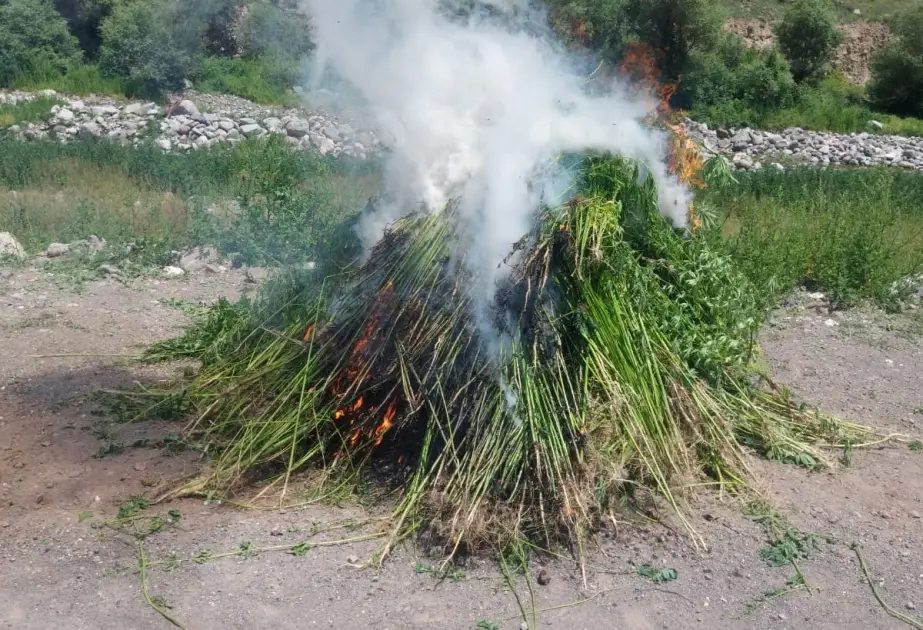 Ötən gün 2 tondan artıq çətənə kolu məhv edilib
