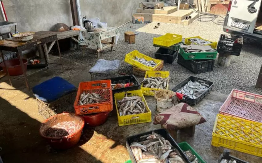 Balıq emalı müəssisəsinin fəaliyyəti məhdudlaşdırılıb