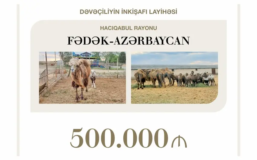 Azərbaycanda dəvəçiliyin inkişafına 0,5 milyon manat güzəştli kredit ayrılıb