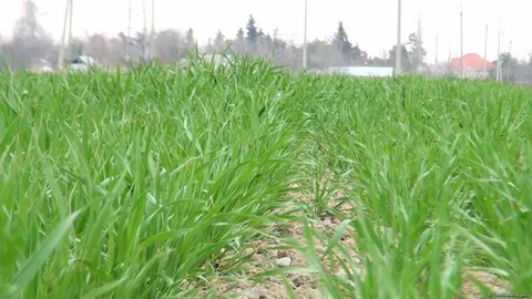 Azərbaycanda aqrar sektor 2 %-ə yaxın böyüyüb