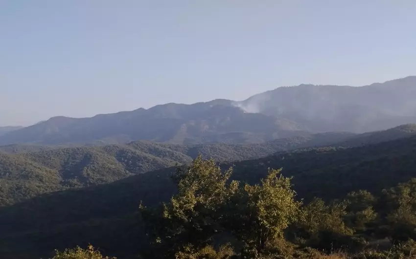 Cəlilabadda meşədə yanğın törədən şəxs saxlanıldı