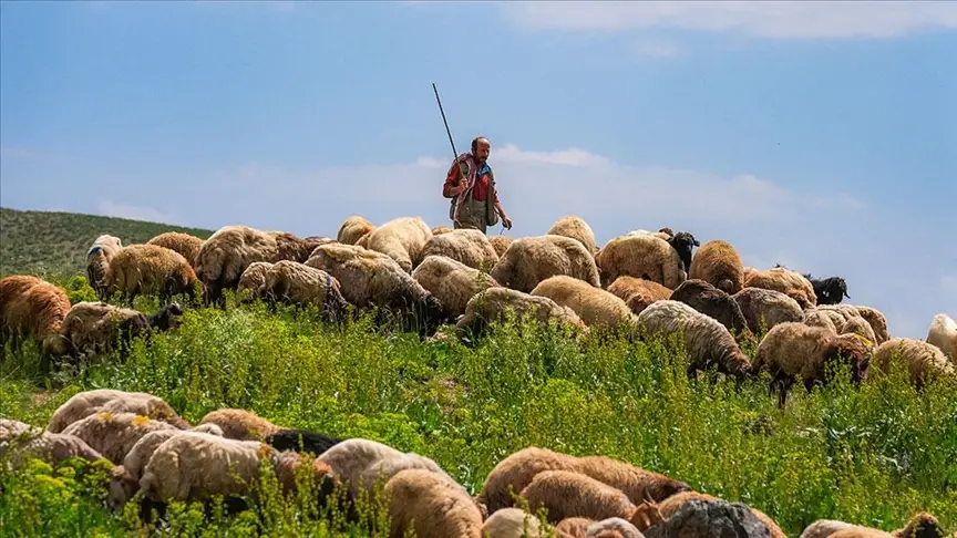 Qəbələdə çoban qayadan yıxılıb