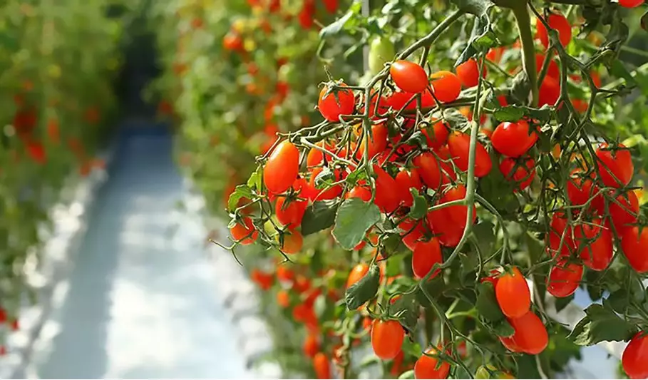 Azərbaycanda istixana pomidorunun istehsalı 16 % -dən çox azalıb