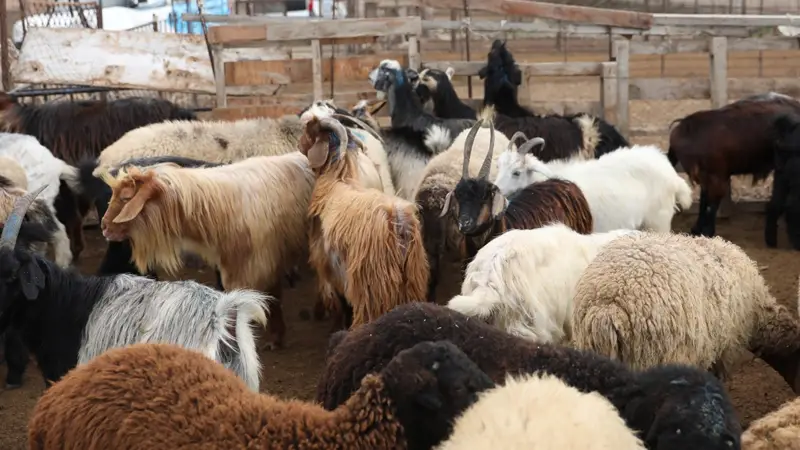 Heyvan bazarlarında fəaliyyətlər nə zaman bərpa olunacaq?