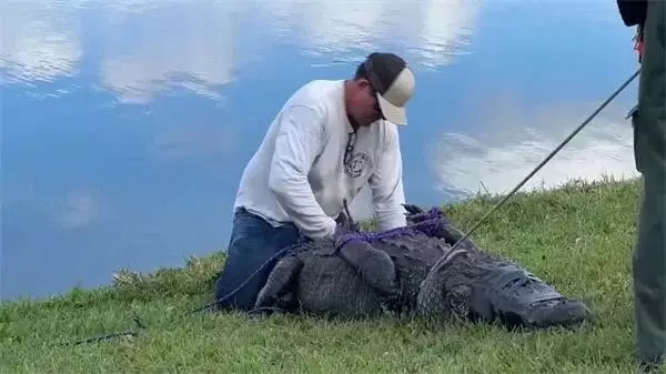 ABŞ-ın Florida ştatında timsah qadını öldürüb