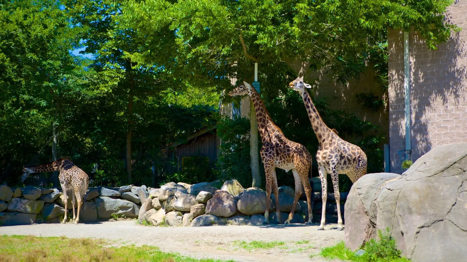 Finlandiyada zoopark 1 avroya satıldı