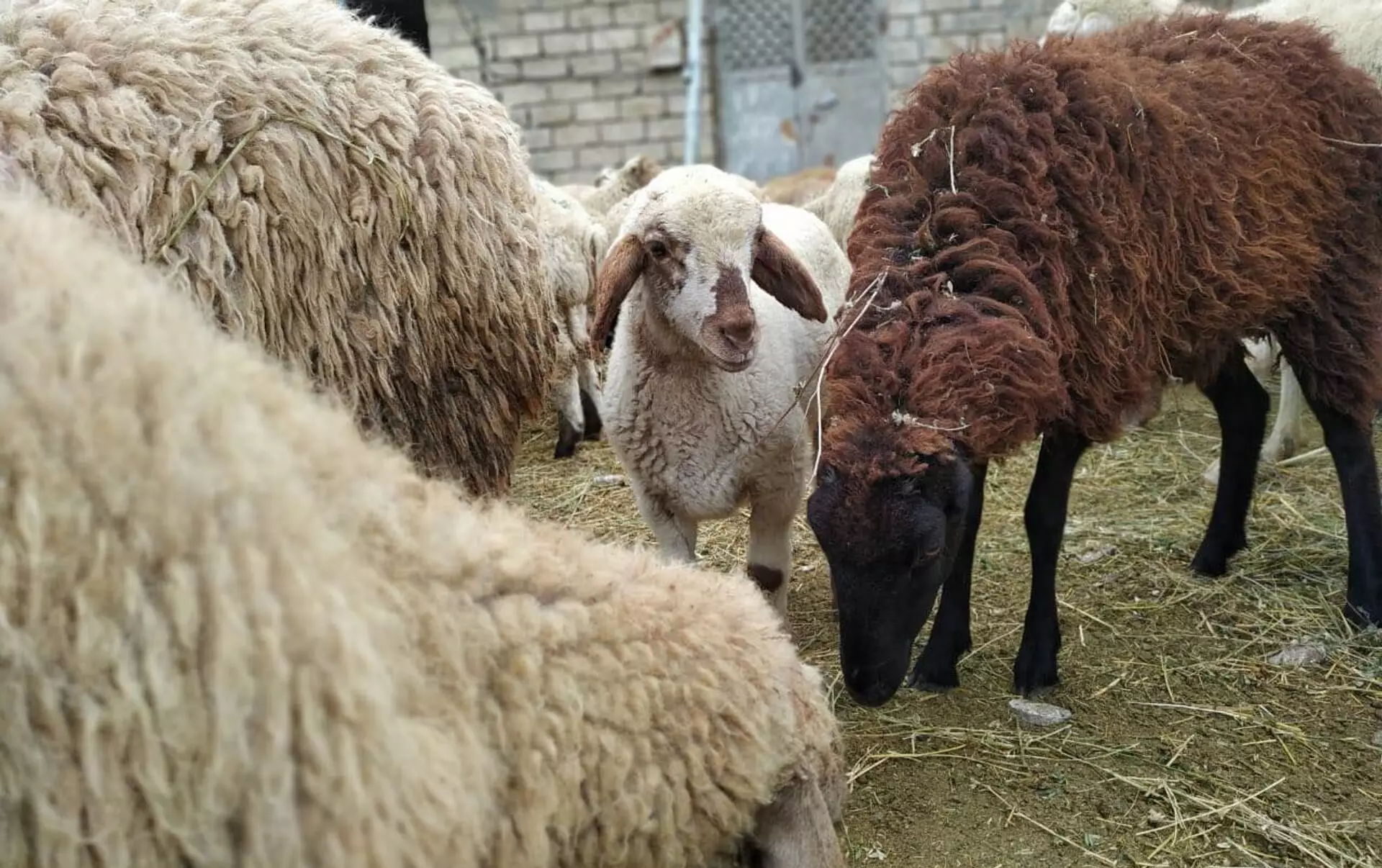 Mal bazarlarında qurbanlıq qoyunların qiyməti açıqlanıb - SİYAHI