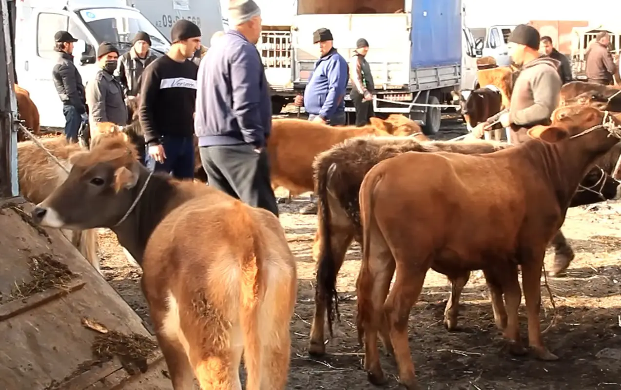 Bu heyvan bazarları fəaliyyət göstərməyəcək