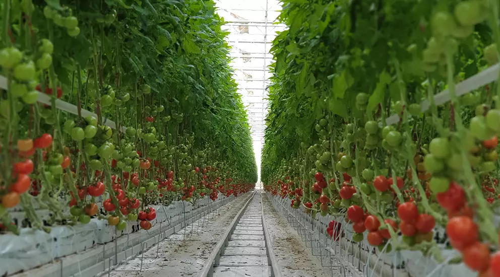 “Agro Art”la bağlı cərimə qərarı açıqlandı