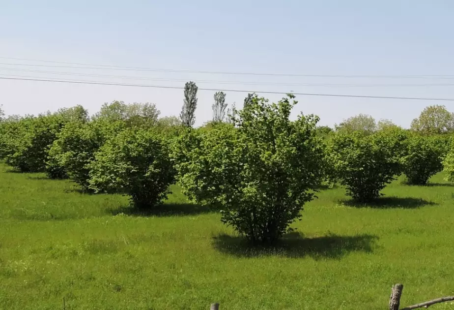 Fındıq bağlarının dövlət dəstəyi ilə sığortasına başlanılıb