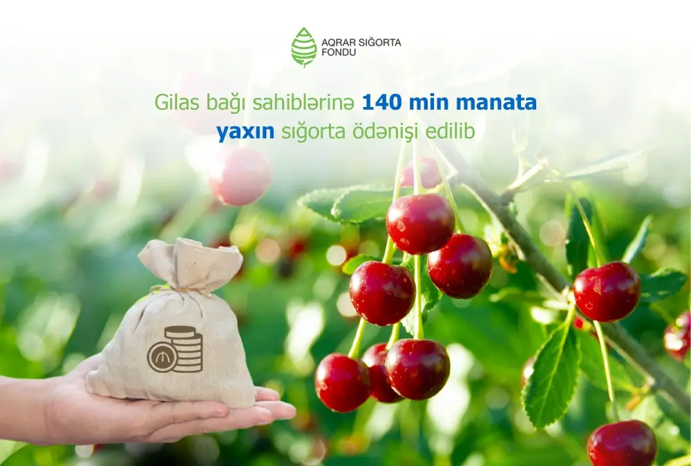 Gilas bağı sahiblərinə 140 min manata yaxın sığorta ödənişi edilib
