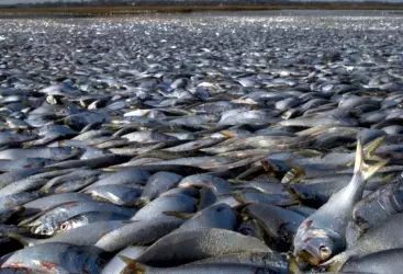 Avstraliyada milyonlarla ölü balıq sahilə vurub