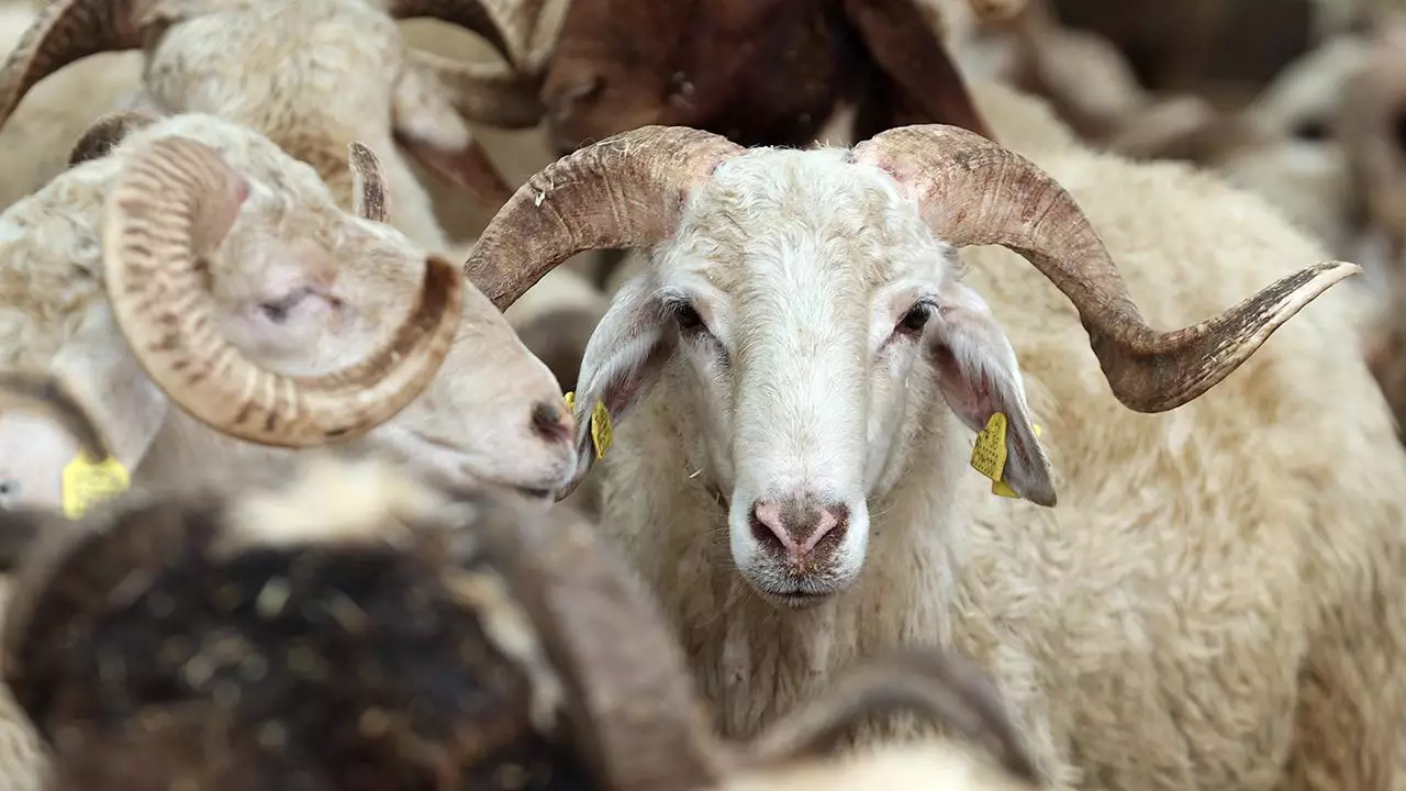 Qurban bayramı ilə bağlı fətva verilib