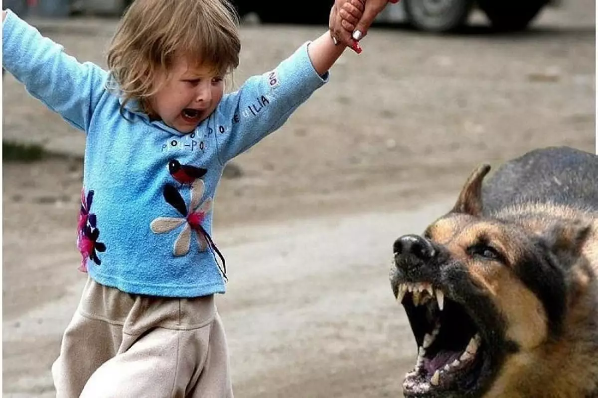 Şəkidə ikisi azyaşlı olmaqla üç nəfəri it dişləyib