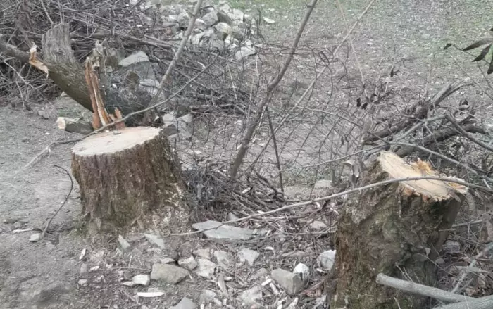 Rayonlarda ağacları qanunsuz kəsdilər