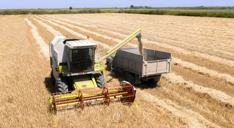 Azərbaycanda payızlıq əkin sahələrinin 36 %-də biçin başa çatıb