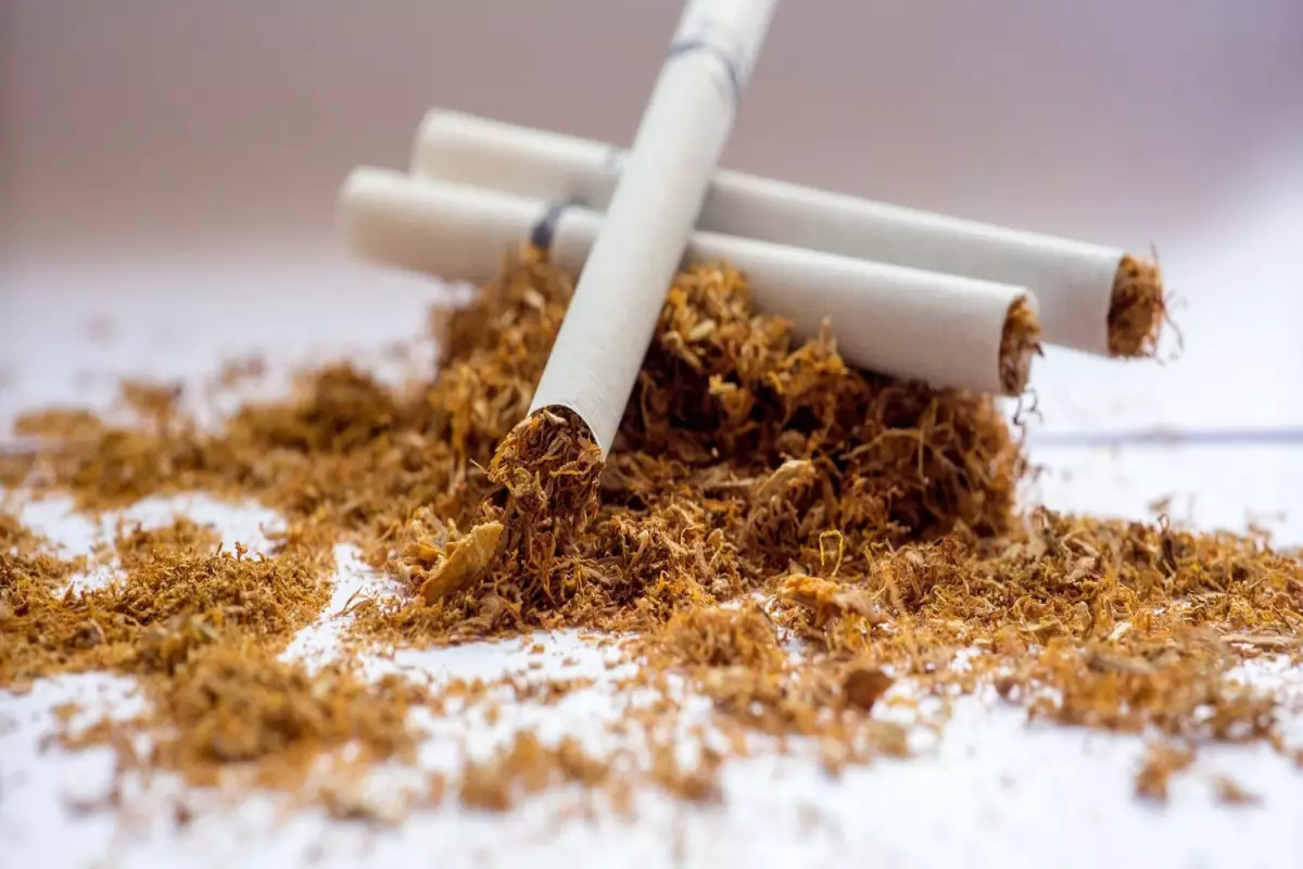 Bu il Azərbaycana tütün idxalı 64% artıb