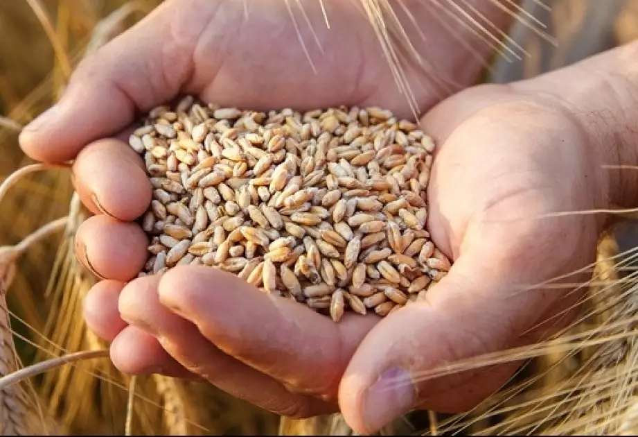 “2023-cü ildə buğda istehsalı üzrə yüksək göstərici gözlənilir”