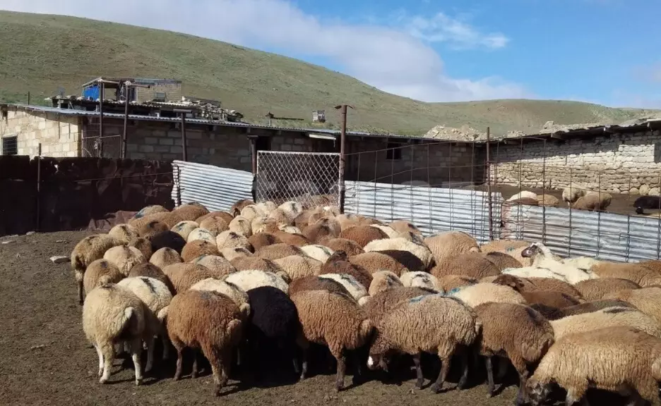 Mal bazarında xırdabuynuzlu heyvanlar bahalaşıb