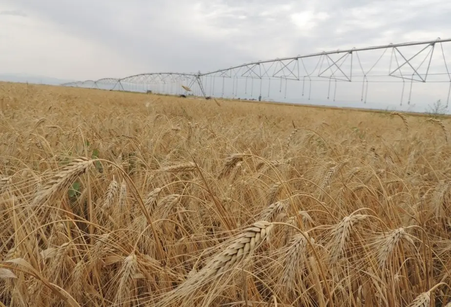 Azərbaycanda 9 milyonluq fermer təsərrüfatı bağlandı