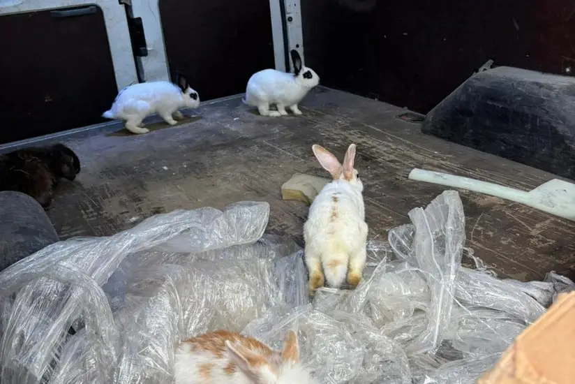 "Kolorit" kafesində saxlanılan heyvanlar götürülüb