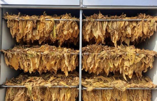 Qaxlı fermerlər indiyədək 100 tondan çox quru tütün istehsal ediblər