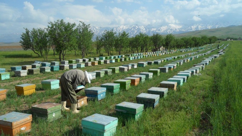 Ən çox arı saxlayan Naxçıvan rayonları - SİYAHI