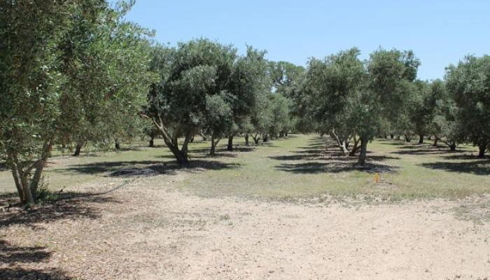 "Grand Aqro” badam bağını 378 hektara çatdırıb