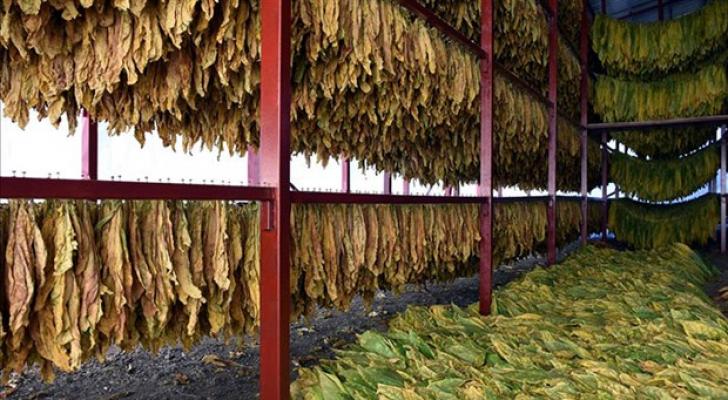 Azərbaycan tütün idxalına çəkdiyi xərci 12% azaldıb