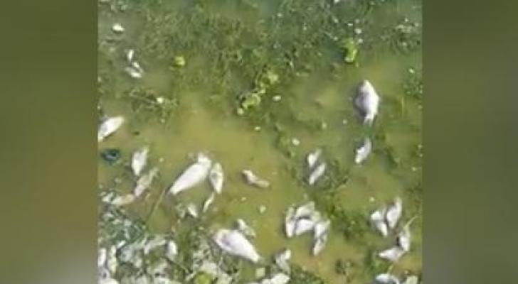 Pirşağı gölündə balıqlar kütləvi tələf oldu: NAZİRLİKDƏN AÇIQLAMA - VİDEO