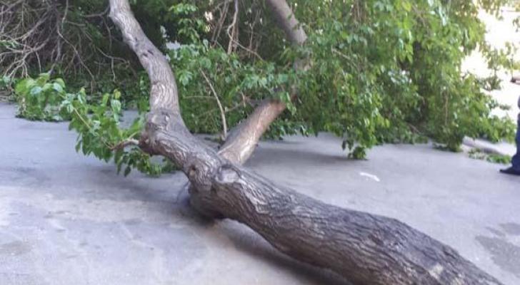 Bakıda güclü külək 5 ağacı aşırdı (FOTO)