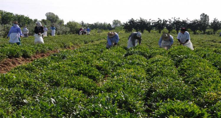 Astaranın çay plantasiyalarında ilk çay yığımı başa çatıb