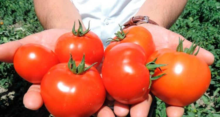 Bu il bol olan Xaçmaz pomidoru ilə qiymətlərin düşəcəyi gözlənilir