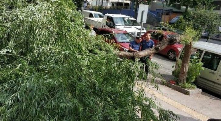Güclü külək ağacları maşınların üzərinə aşırdı - FOTOLAR