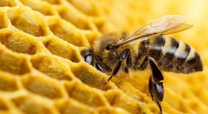 4 ayda 500 milyon arı ölüb - MÜƏMMA