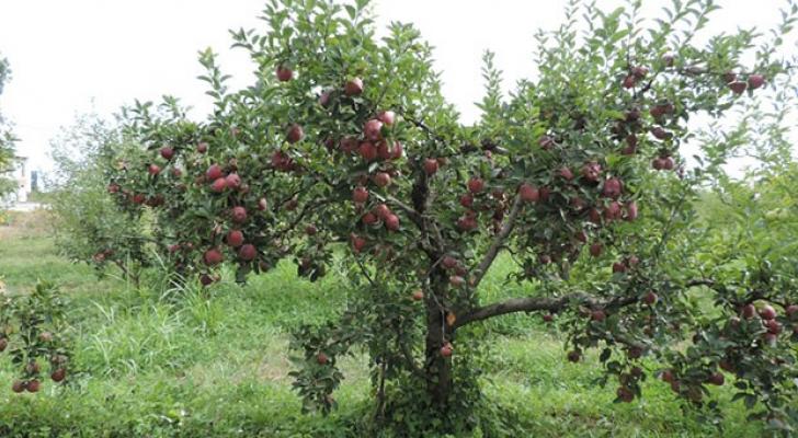 Kütləvi yığımına başlanılır, qiyməti 50-60 qəpikdir